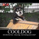 cool_dog.jpg