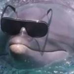 cool_dolphin.jpg