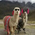 cool_lamas.jpg