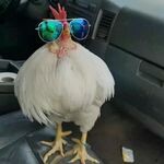 coolchick.jpg