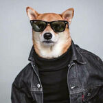 cooldog16.jpg