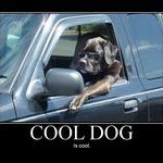 cooldog2.jpg