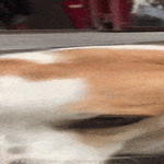 corgi_ja_pulu.gif