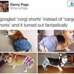 corgi_shorts.jpg
