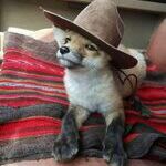 cowboyfox.jpg