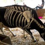 cows_celebrate_halloween_too.jpg