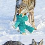 coyote_finds_old_dog_toy_acts_like_a_puppy.jpg