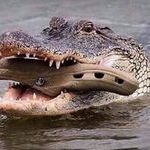 croc_croc.jpg