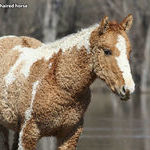 curly_haired_horse.jpg
