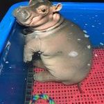 cute_baby_hippo.jpg