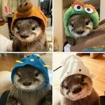 cute_otter.jpg