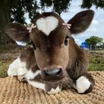 cutecow3.jpg