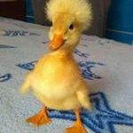 cuteduck_.jpg
