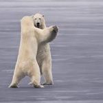 dancepolarbears.jpg