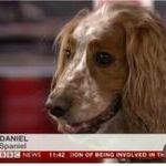 daniel_spaniel.jpg