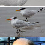 danny_devito_bird.jpg