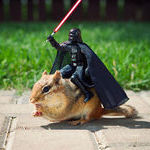 darth_vader_squirrel.jpg