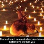 deers4.jpg