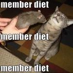 diet_cat.jpg
