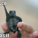 disco_turtle.jpg