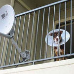 dish_network_dog.jpg
