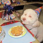 dog_birthday.jpg