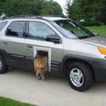 dog_car.jpg
