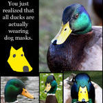 dog_masks_ducks.jpg
