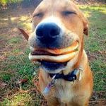 dog_with_hamburger.jpg