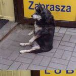 doge5.jpg