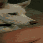 dogs15.gif