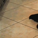 dogs16.gif
