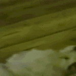 dogs19.gif