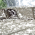 dogs8.gif
