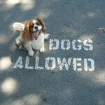 dogs_allowed.jpg