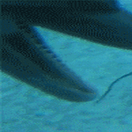 dolphin.gif