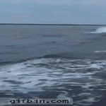 dolphin_fail.gif