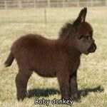donkey03.jpg