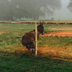 donkey_on_a_fence.jpg