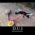 dont_drink_and_drive_cat.jpg