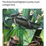 dragonbird.jpg