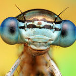 dragonfly_with_a_water_bubble_on_its_head_looks_like_its_wearing_a_futuristic_helmet.jpg
