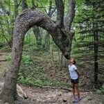 dragontree.jpg