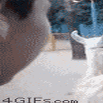 drama_llama.gif
