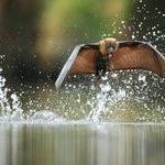 drinking_grey_headed_flying_fox.jpg