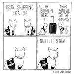 drug_sniffing_cats.jpg