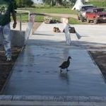 duck_you.jpg