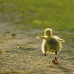 duckling_trying_to_fly.jpg