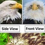 eagle05.jpg