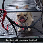 ears4.jpg